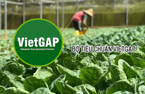 Tiêu chuẩn VietGAP